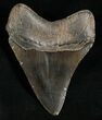 Slightly Curved Megalodon Tooth #5619-2